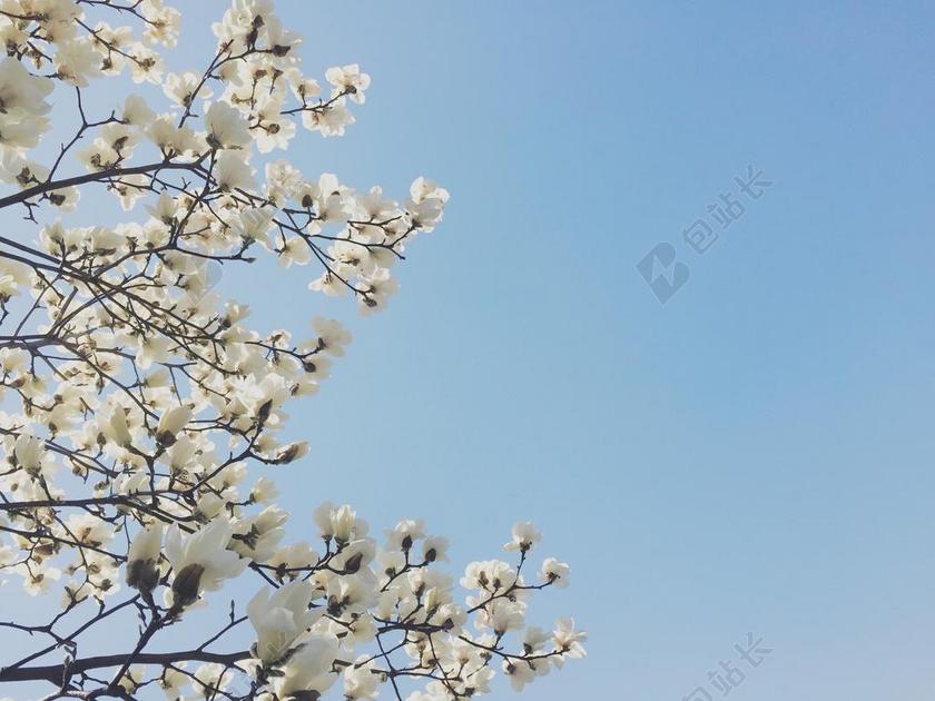 鲜花 玉兰 春天