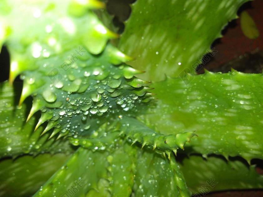 喷雾 芦荟 荆棘