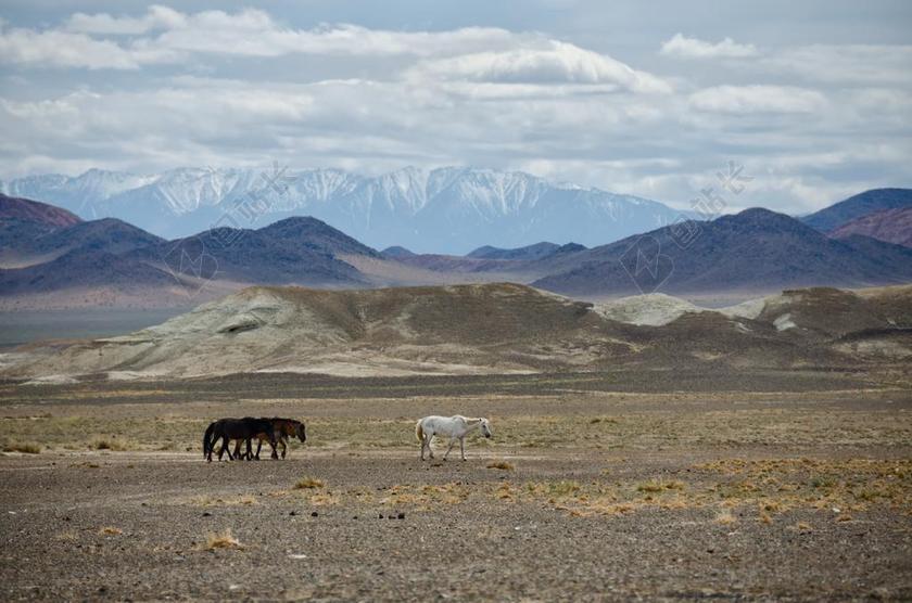 动物自然风光荒原高原马屁野马白色棕色溜达远山背景图片