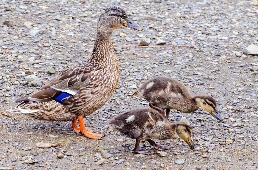 动物鸟类家禽鸭子母子幼崽训练看护母爱背景图片
