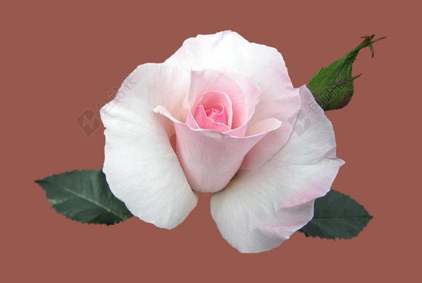 玫瑰园巴特基辛根 玫瑰城巴特基辛根 丰花 关闭 玫瑰绽放