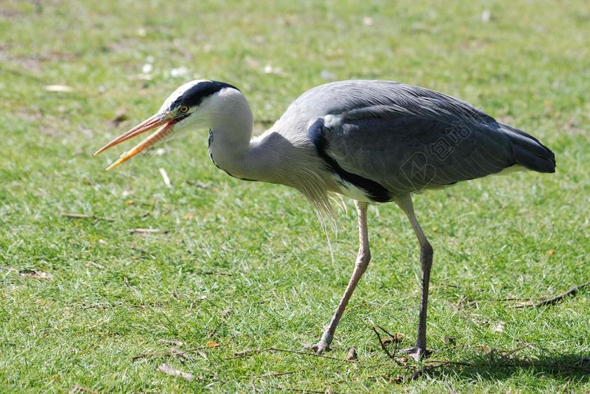 灰色 鹭 苍鹭 站在 鸟嘴 野生