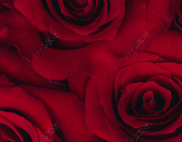 红色玫瑰花花朵花瓣平铺H5背景