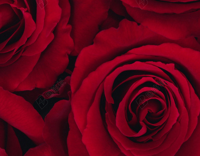 红色玫瑰花花朵花瓣平铺H5背景