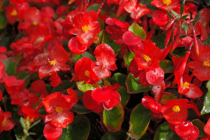 冰秋海棠 鲜花 红色 植物群 四季秋海棠