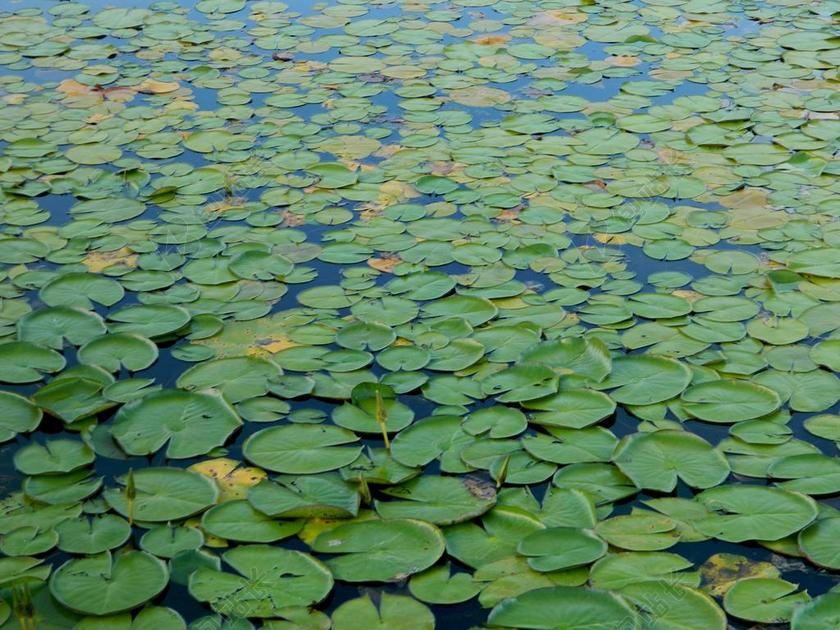 AQUATICA 植物 池塘 亚马孙河流域 巴西