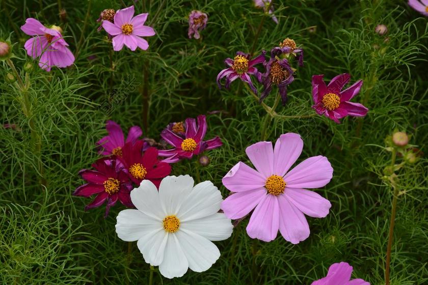 花 格桑花 风景 美丽 漂亮