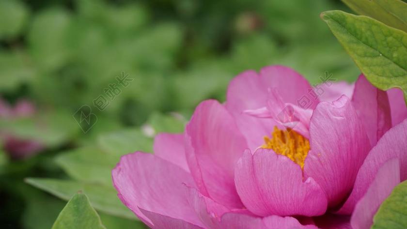 洛阳红 牡丹 微距