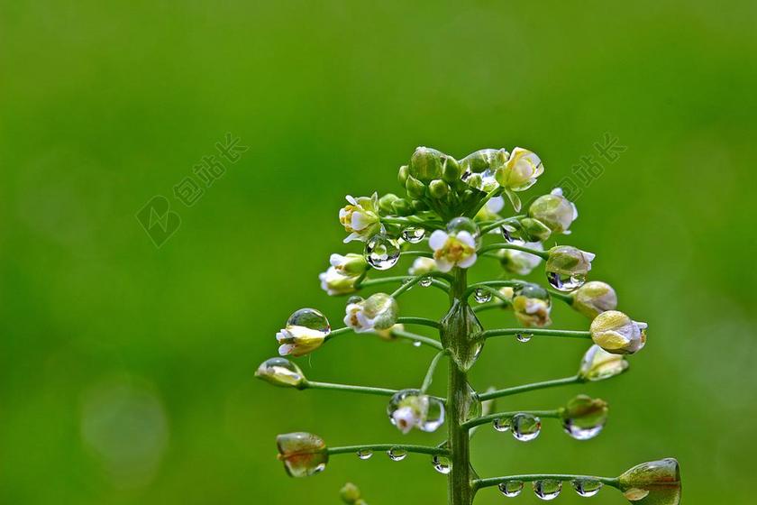 普通的荠菜 雨滴 一滴水 滴 雨 鲜花 湿 荠菜 果 野草