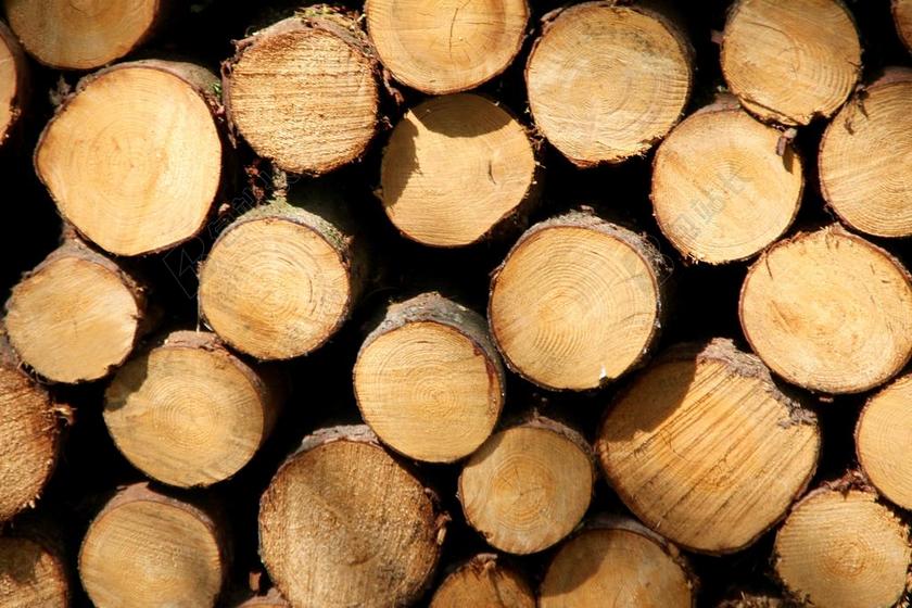 木树干 截面 视图 部落 结构 树 年轮