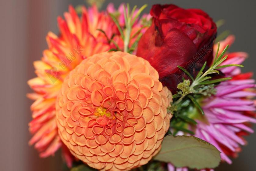 植物鲜艳盛开的菊花背景图片