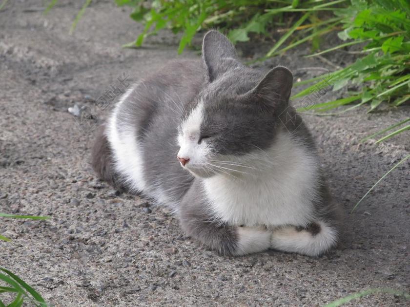 猫 小猫 动物 宠物 只灰色的猫 白猫 无家可归的小动物 野猫