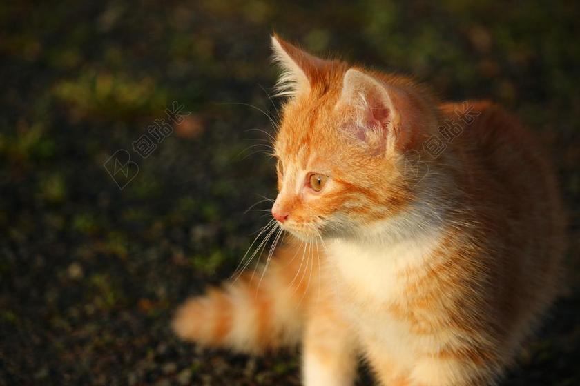 唯美坐在地上的毛绒绒小猫背景图片