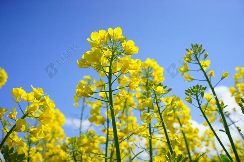 强奸的花朵 花序 油菜 黄色 鲜花 植物 性质 景观 夏天
