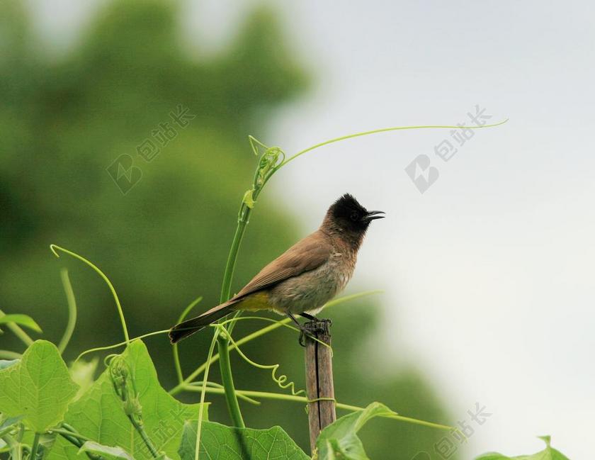 鸟 黑眼睛的保加利亚保加利亚 黑色和棕色 开放的喙 葡萄 飞