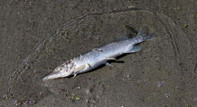 户外野生生态死亡鱼类背景图片