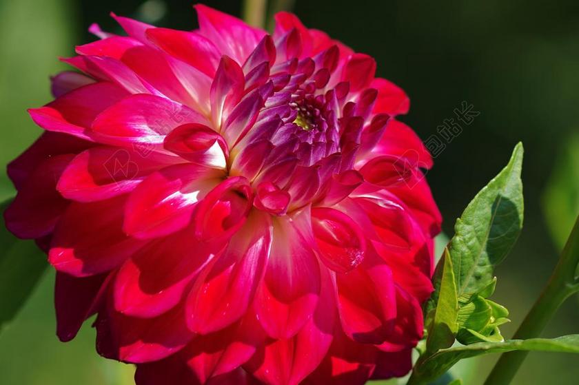 鲜艳盛开花朵活力自然植物背景图片