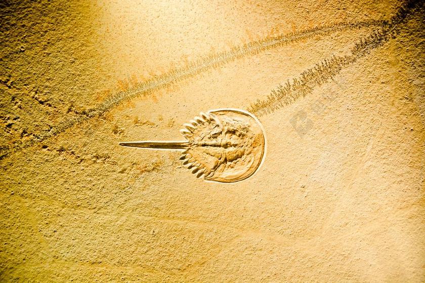 马蹄蟹 LIMULIDAE 化石 URZEITKREBS 剑尾