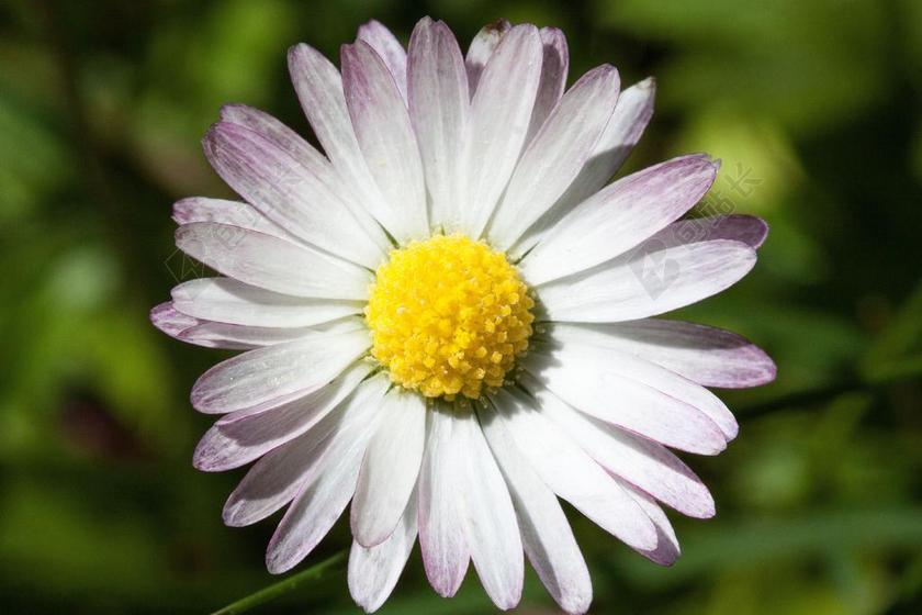 雏菊 贝利斯哲学 菊花