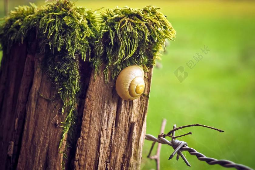 木制职位 芬斯波斯特 篱笆 桩 木桩 牧场 文章 草地 线