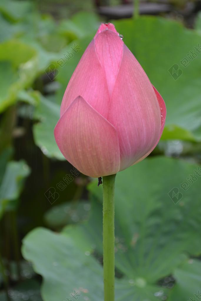 花卉 植物 荷花