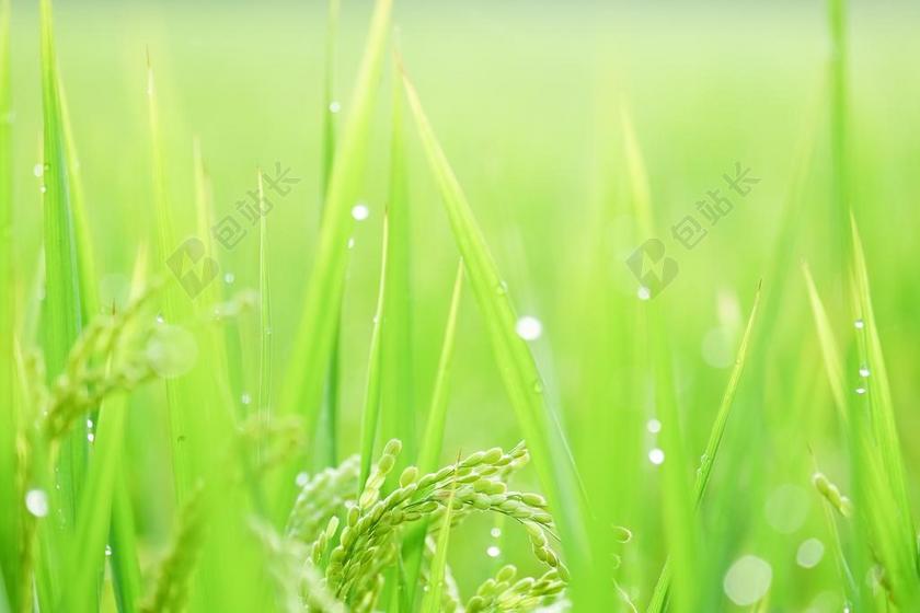 平行脈 稻子 水稻