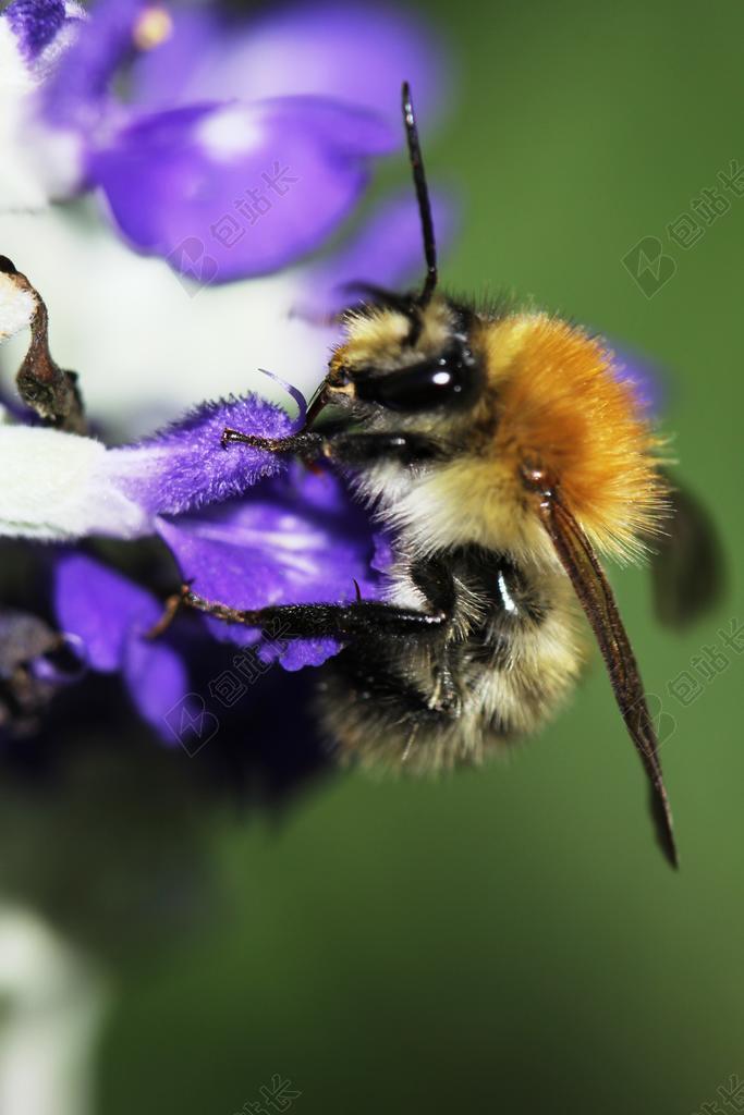 大自然紫色花朵昆虫蜜蜂特写背景图片