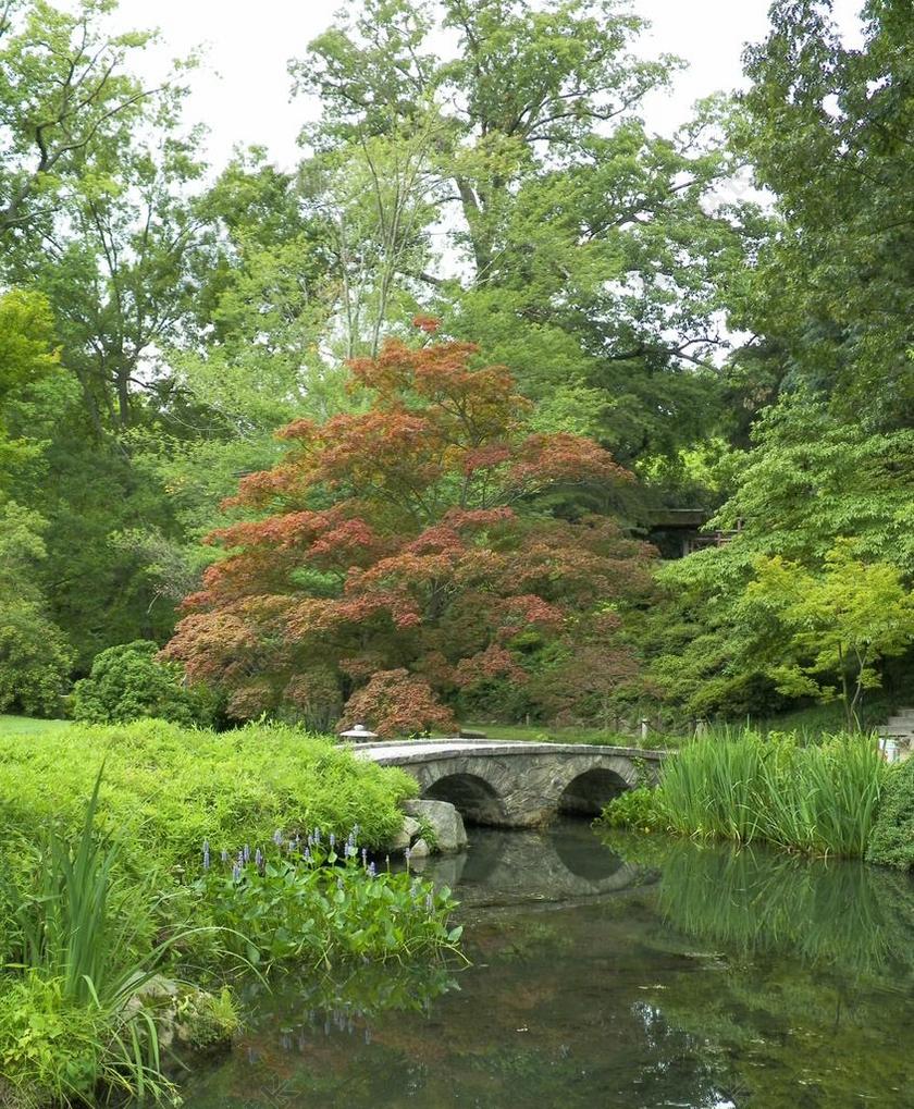 花园 树 日本 自然 石 景观 公园 森林 户外 水 桥