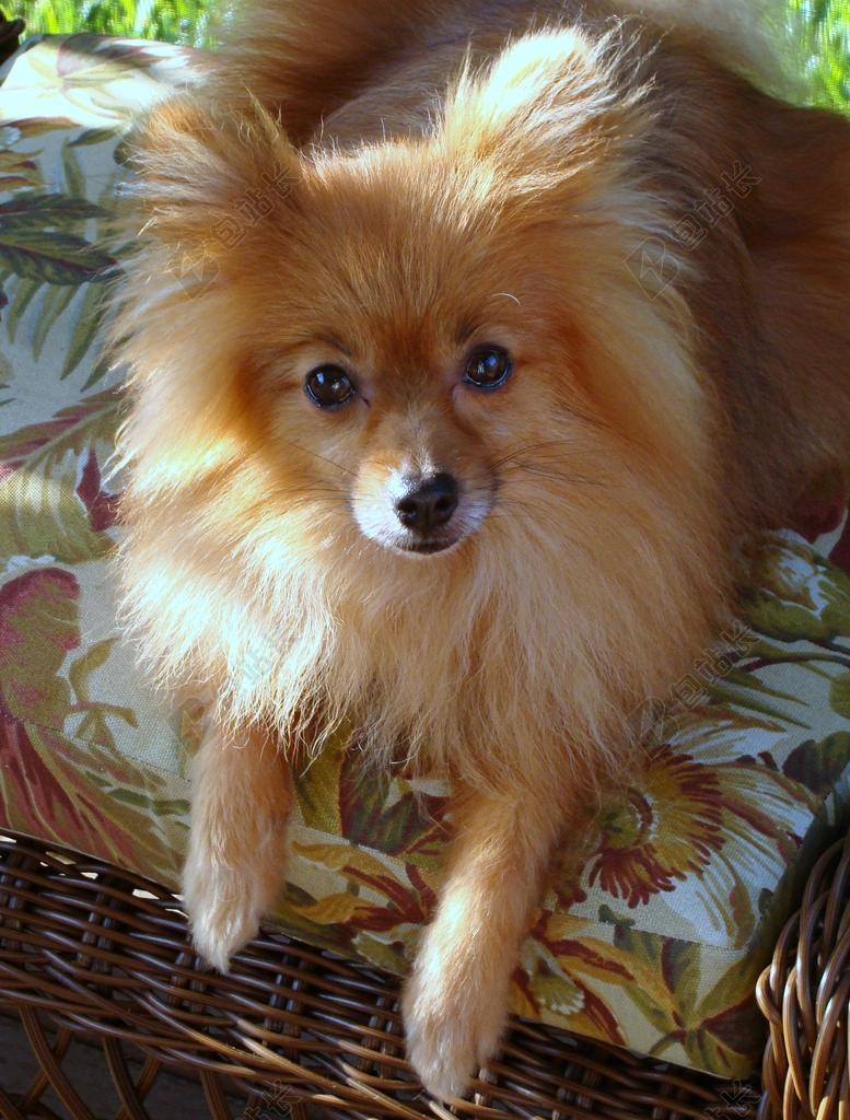 狗 可爱 动物 宠物 哺乳动物 可爱的 橙色 小 毛皮