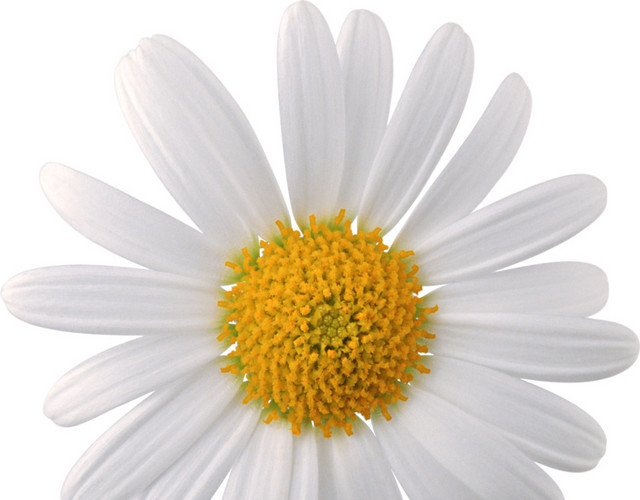 白色花瓣花朵素材
