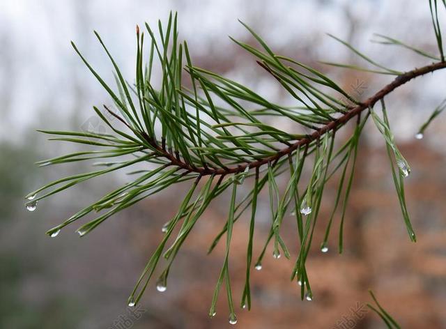 雨水落在松针 雨 滴 松树 针 树 松 自然 植物 湿