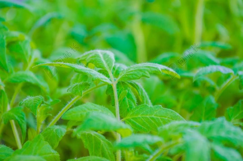 番茄植物 叶子 植物 西红柿苗 花园 蔬菜花园