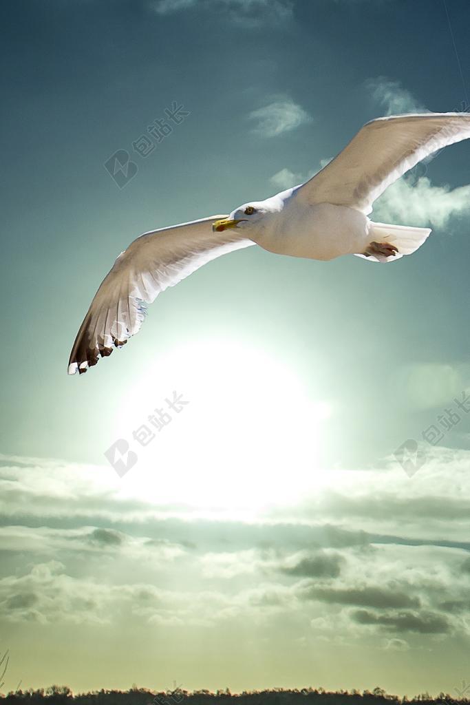 动物天空中飞翔的白色海鸥背景图片