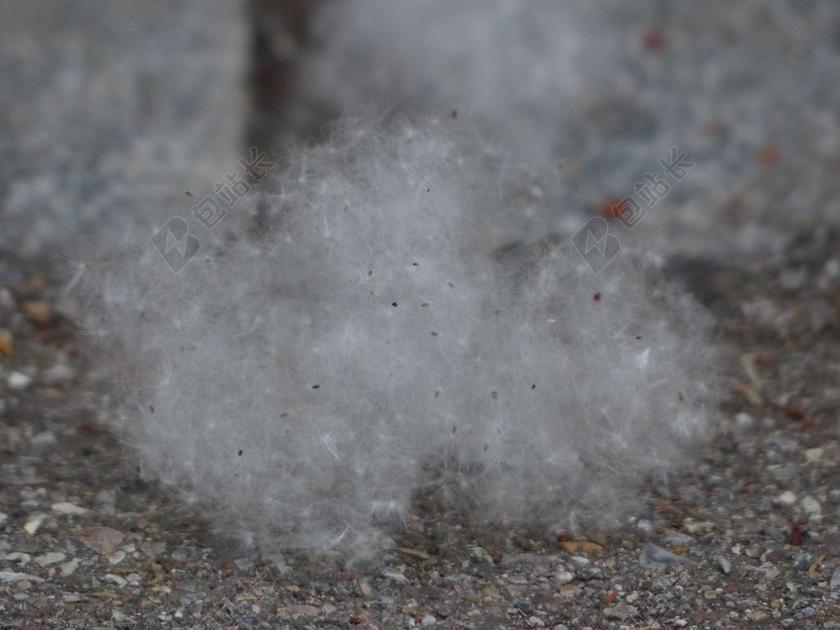 棉白杨种子 种子 卡顿绒毛 种子纤维 果皮纤维 杨树