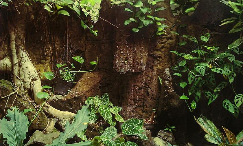 环境 叶 绿色 绿叶 绿色的树叶 自然 植物 新鲜 健康