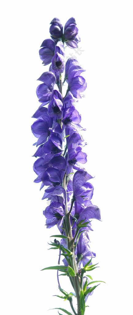 附子 厂 花园 和 WOLFBANE