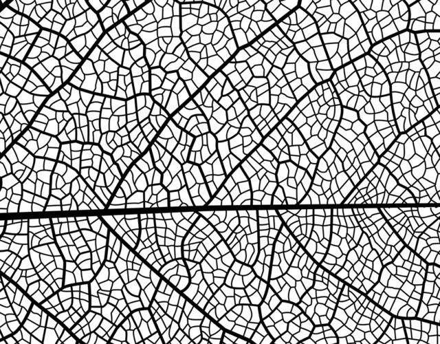 创意黑白矢量树叶图案纹理底纹素材