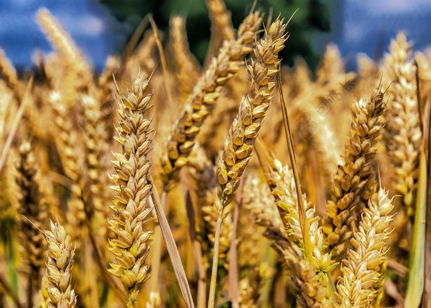 金色农业自然喜悦丰收稻田宣传背景图片