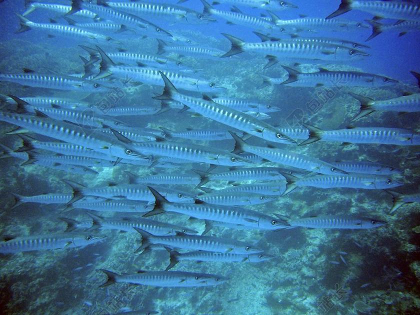 梭鱼 群 鱼 水下 水 跳水 鱼群