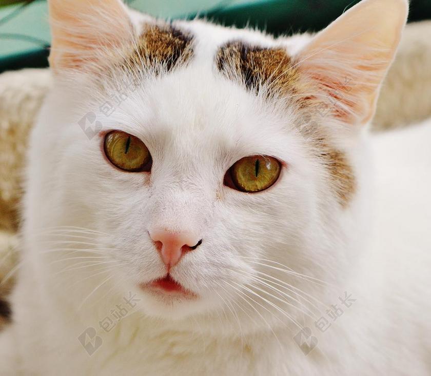 动物清新猫头背景图片