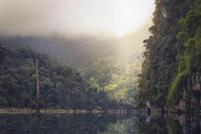 清新热带雨林背景图片