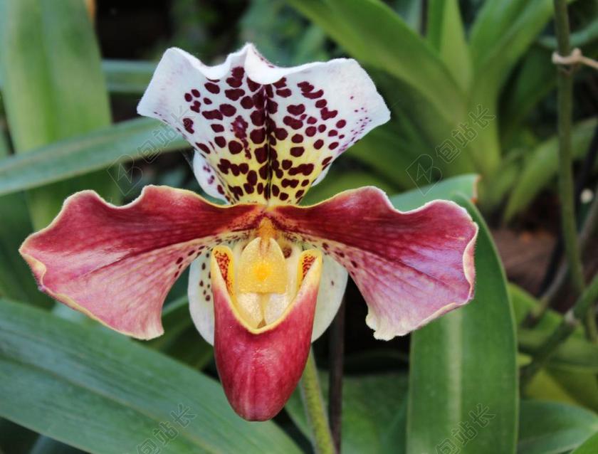 兰花 FRAUENSCHUH 兰花花 关闭 花 兰花开花