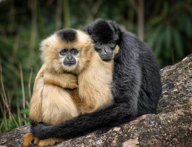 浪漫拥抱在一起的狒狒背景图片