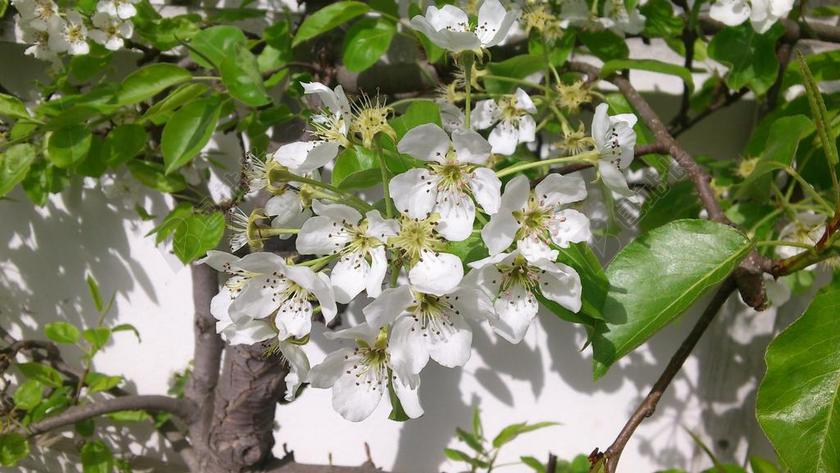 梨 AMELANCHIER 梨花 果树开花 开花 梅花 春天