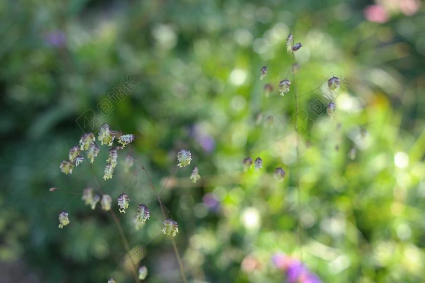 嗦草 凌风草 草 BRIZA 媒体 普通 甘草 禾本科 杰草甸