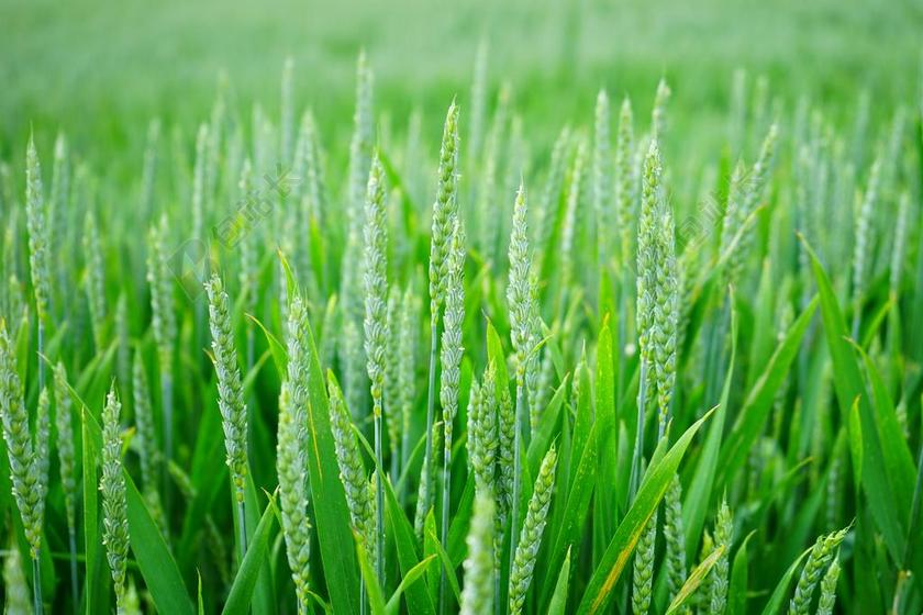 农田清新生长的小麦田背景图片