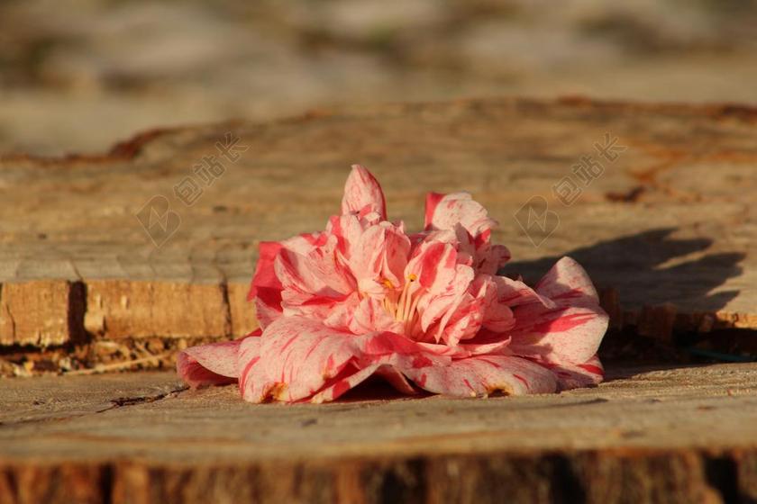 植物木桩上枯萎的粉色鲜花背景图片