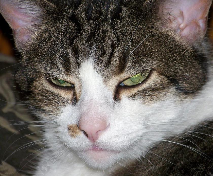 猫 猫的 基蒂 小猫生气 困的猫 昏昏欲睡的猫 宠物