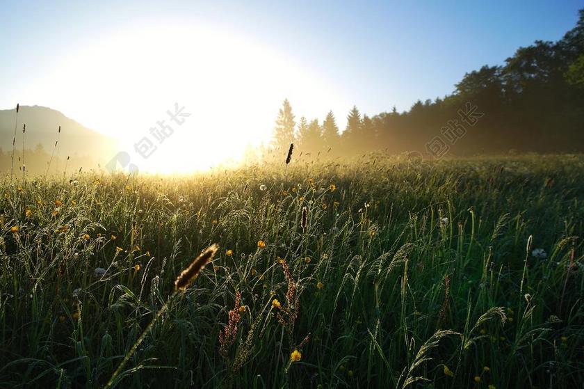 日出 草地 太阳 上午 天空 森林 鲜花 景观 性质 背光