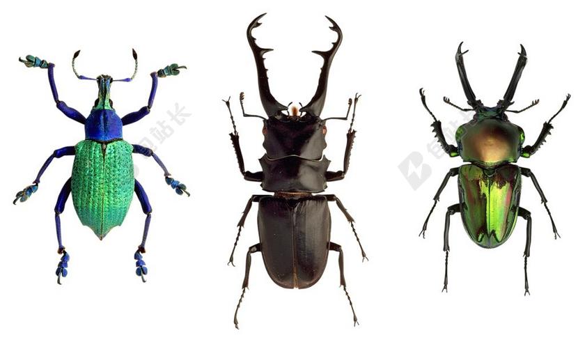 甲虫 昆虫 性质 宏 昆虫飞行 多彩 甲壳素 节肢动物门